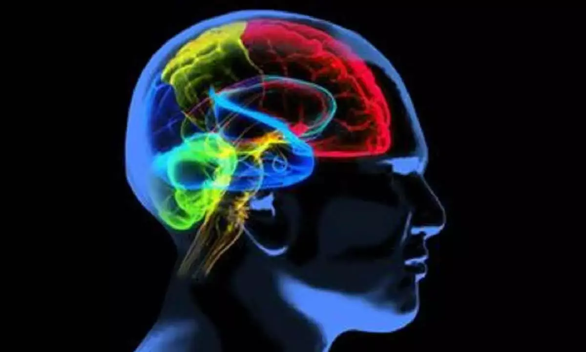 Alzheimer’s: Role Of Key Protein Discovered