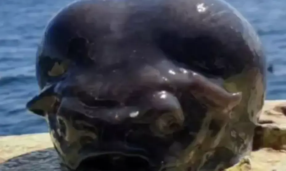 Alien-Like marine creature discovered by Russian fisherman