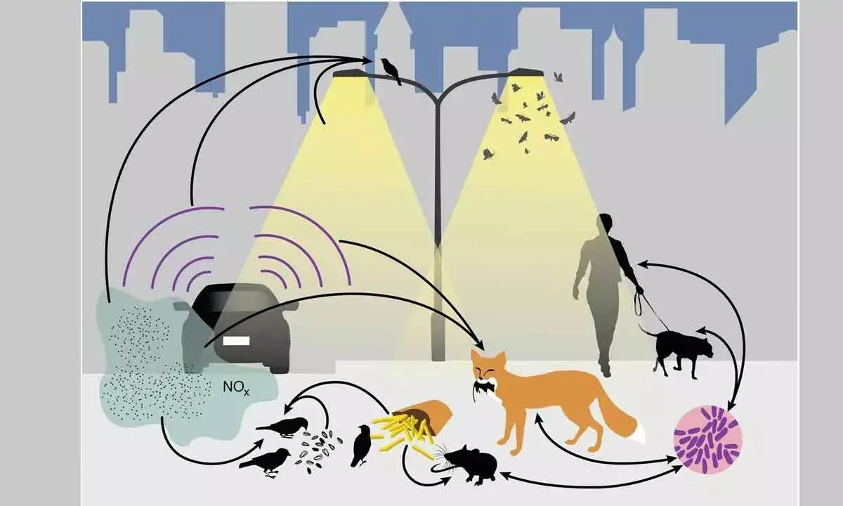 Urbanisation Is Continually Changing Human Relationship With Animals And Nature