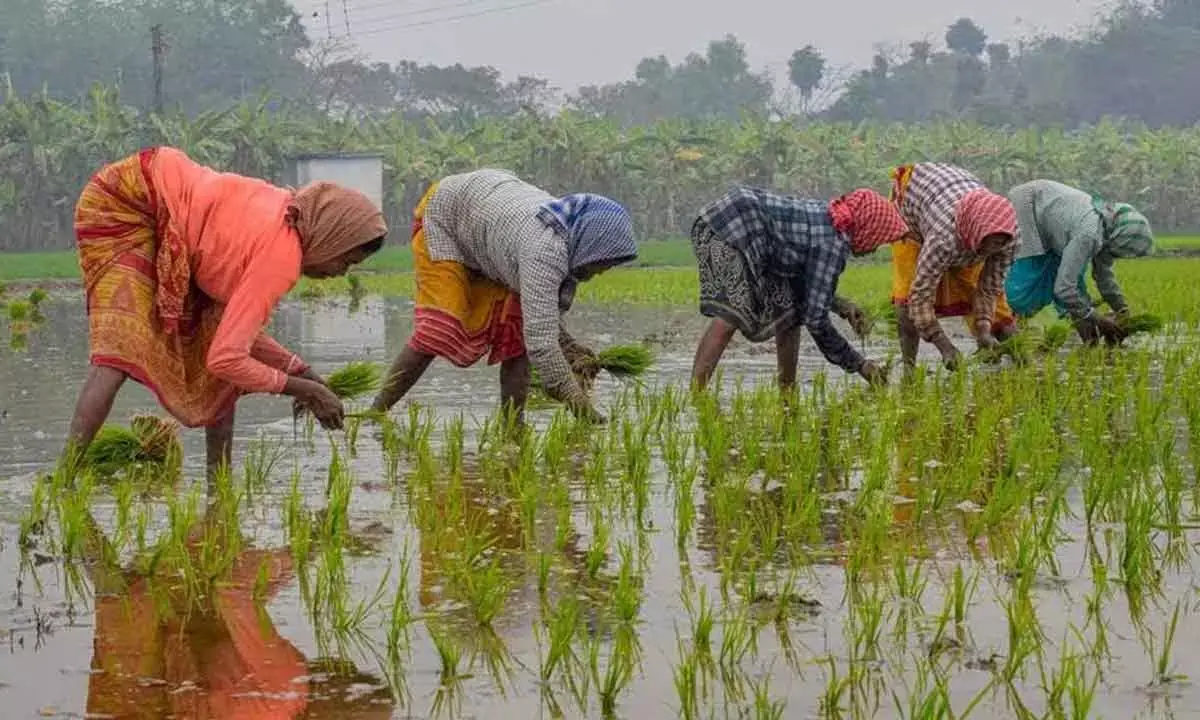Empowering Women Farmers Key To India’s Agricultural Prosperity