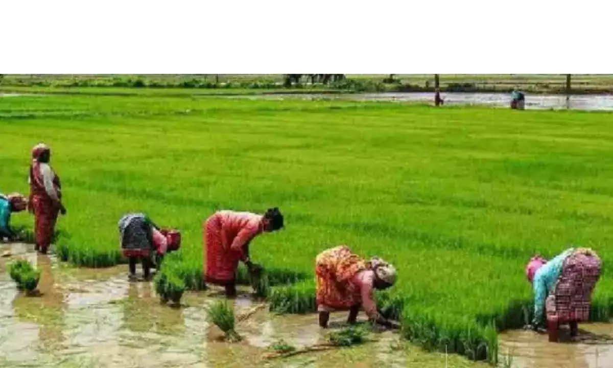 TN Delta Farmers Urge Govt To Introduce New Paddy Varieties
