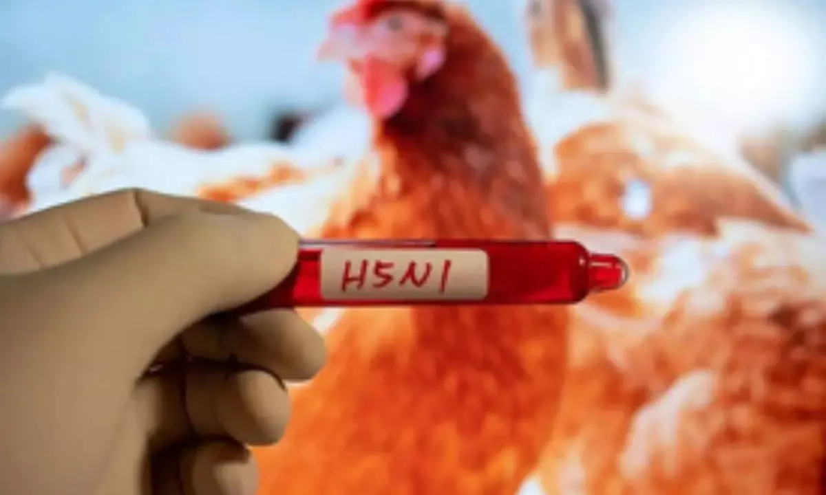 Younger adults, kids will benefit more from H5N1 vaccines: Study