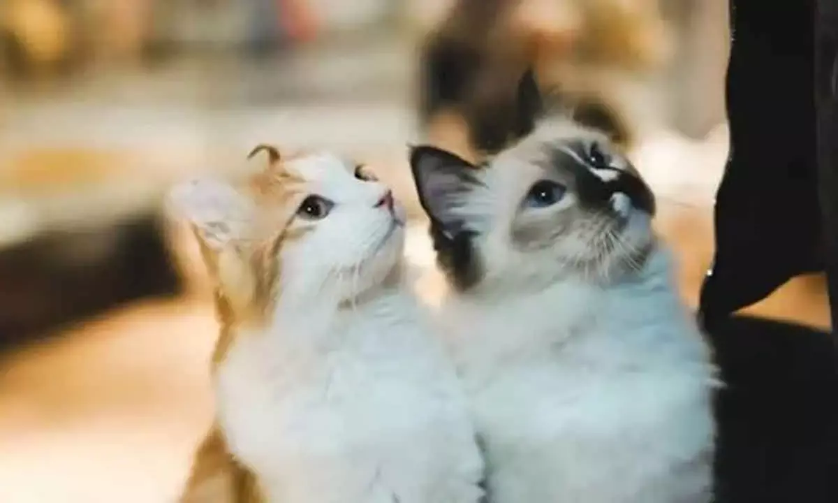 Do Cats Have ‘Friends’, Or Do They Always Vie For Territory? Animal Experts Weigh In