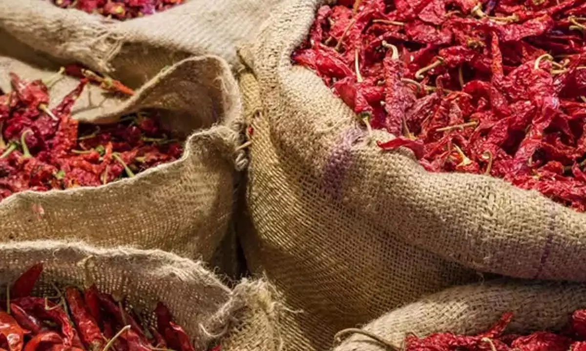 AP Govt Helps Chilli Farmers With MIS