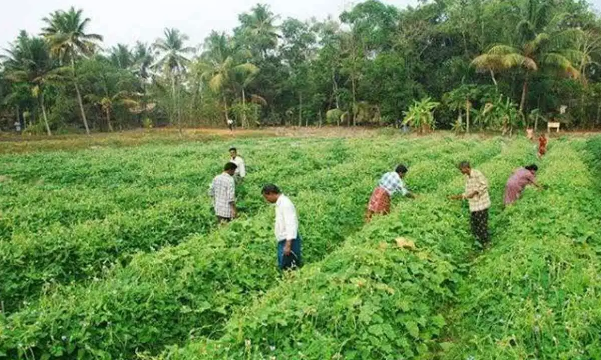 TN Govt Going Organic Way For Natural Farming