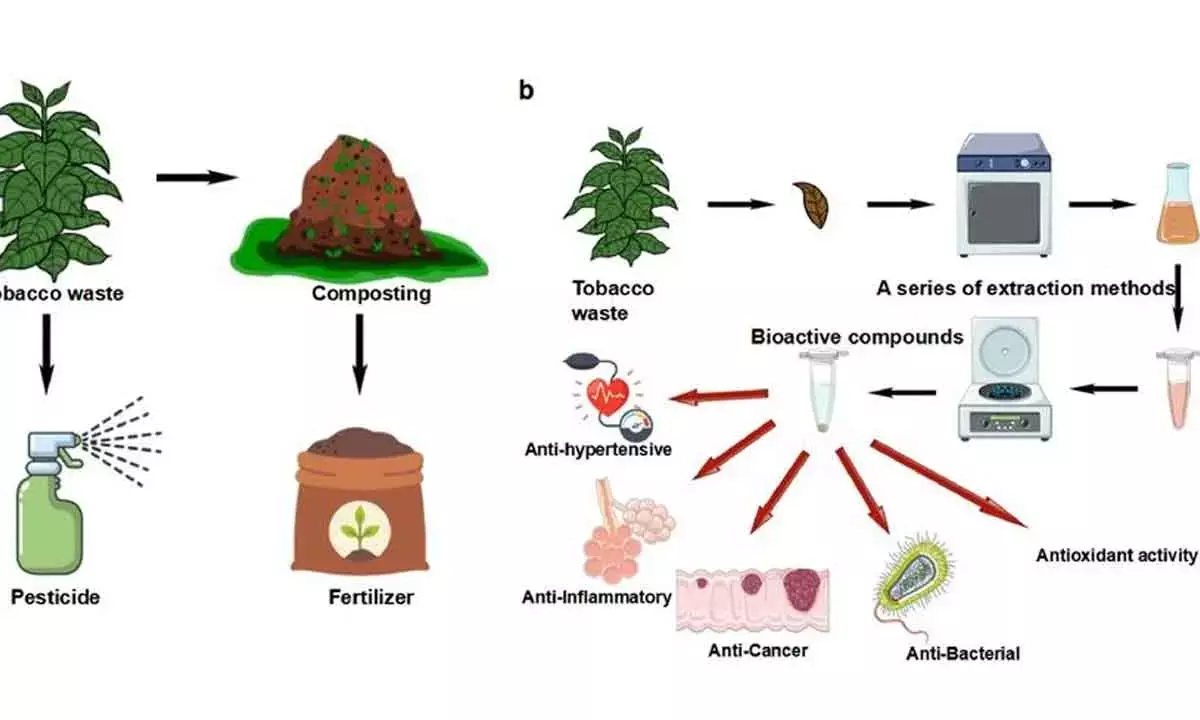 Tobacco May Well Be The Future Of Pharmaceutical Production