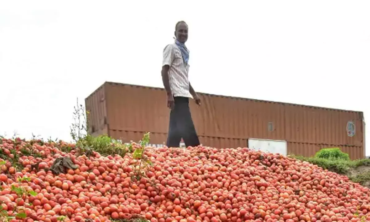 Tomato Prices Plummet In TN Forcing Farmers Destroy Crops
