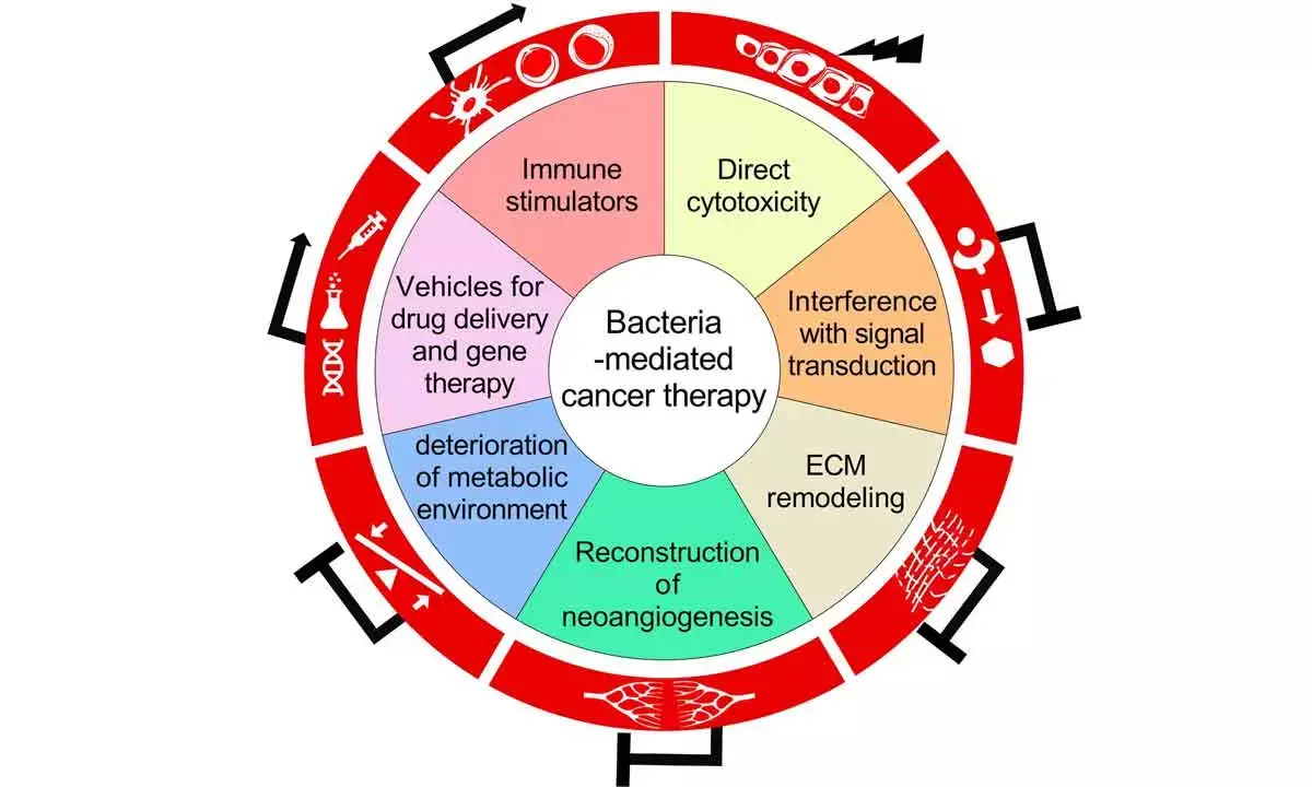 Working In Synergy With Immunotherapy And Chemotherapy, Bacterial-Based Therapies Are A Powerful New Tool Against Cancer