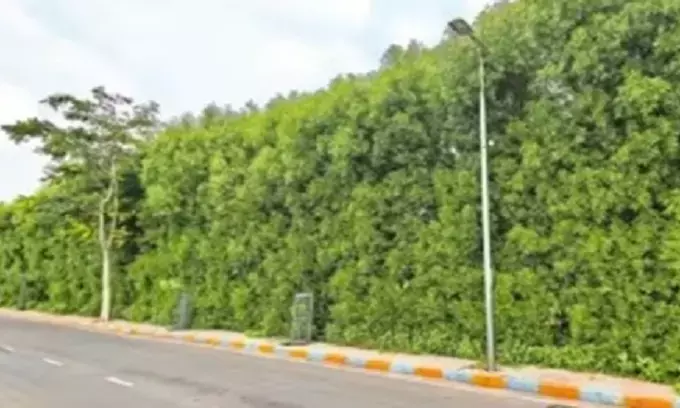 Speaker urges Govt for Removal of Conocarpus Plants in Telangana