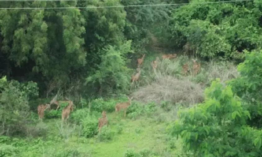 400 Acres of Land in Gachibouli Does not belong to HCU: CM Revanth