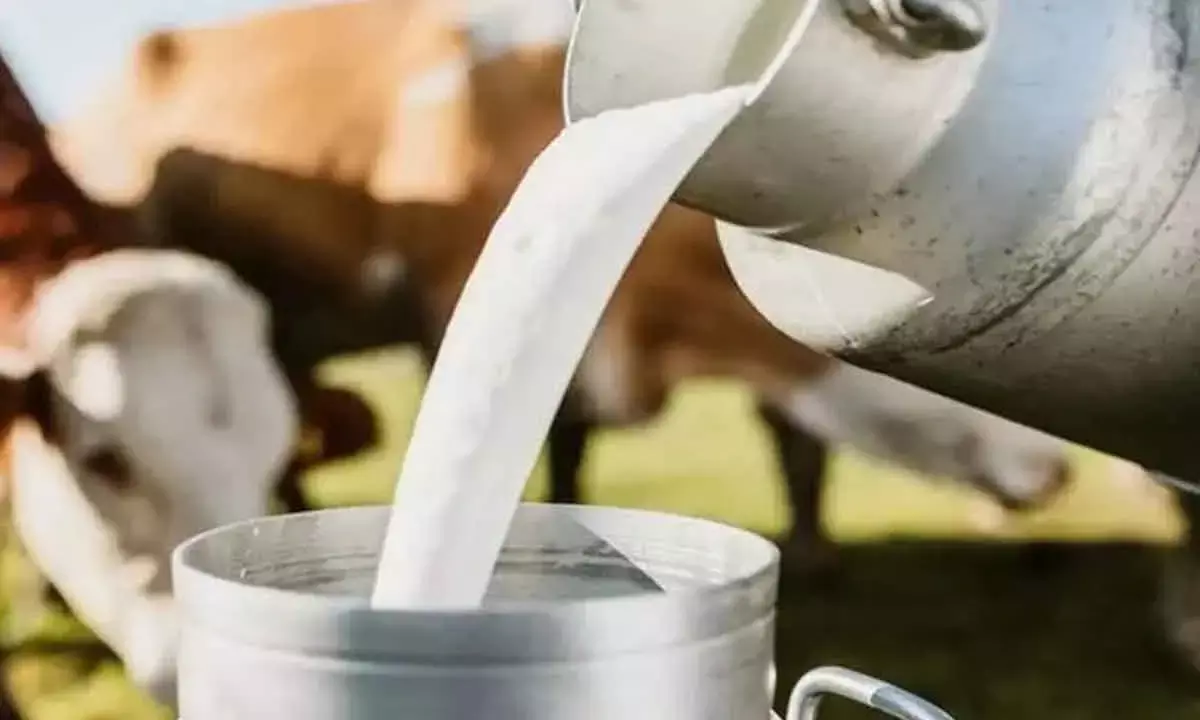 India’s Milk Output Surges 63% In 10 Years, Outpaces Global Growth