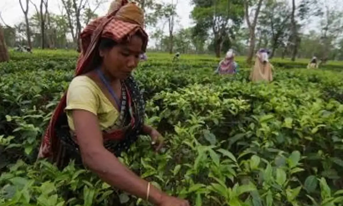 Growers seek MSP for leaves