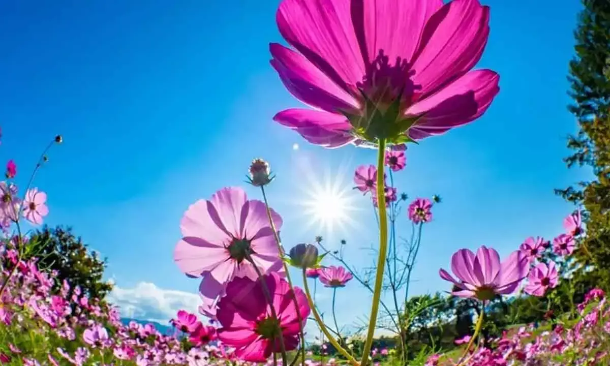 Plants Have A Breathing Secret, And It’s Critical For Our Future