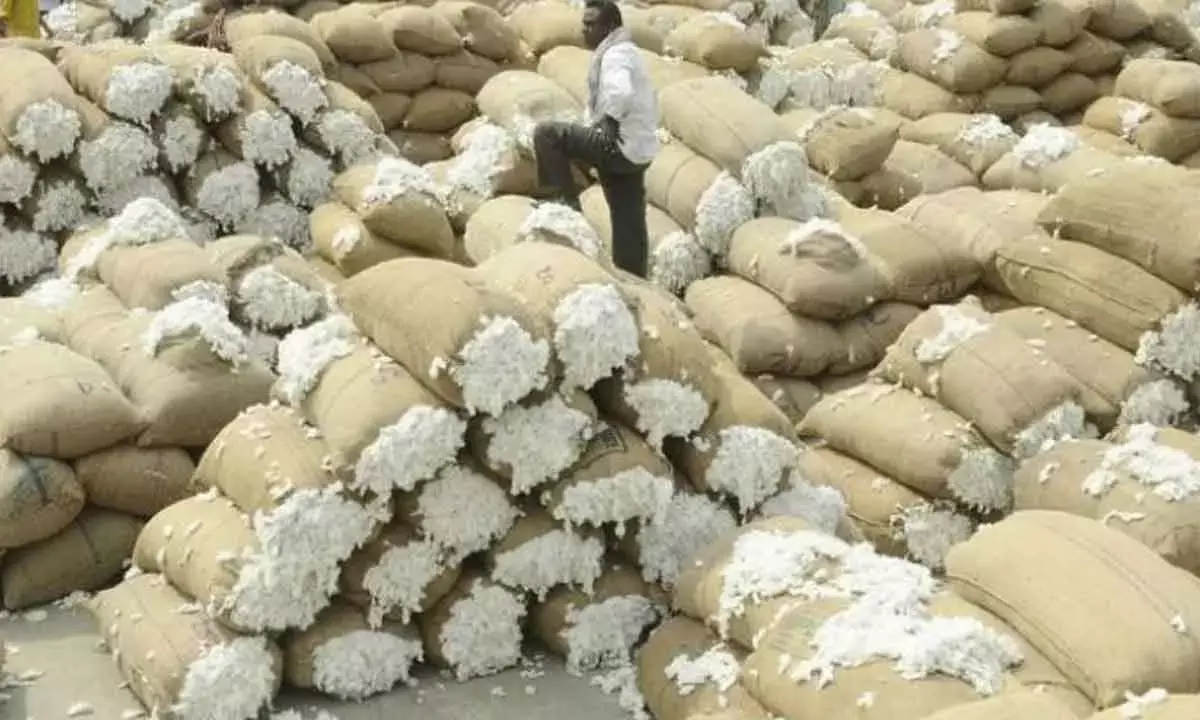 Centre’s Purchase Of Cotton At MSP Crosses 99.4 Lakh Bales