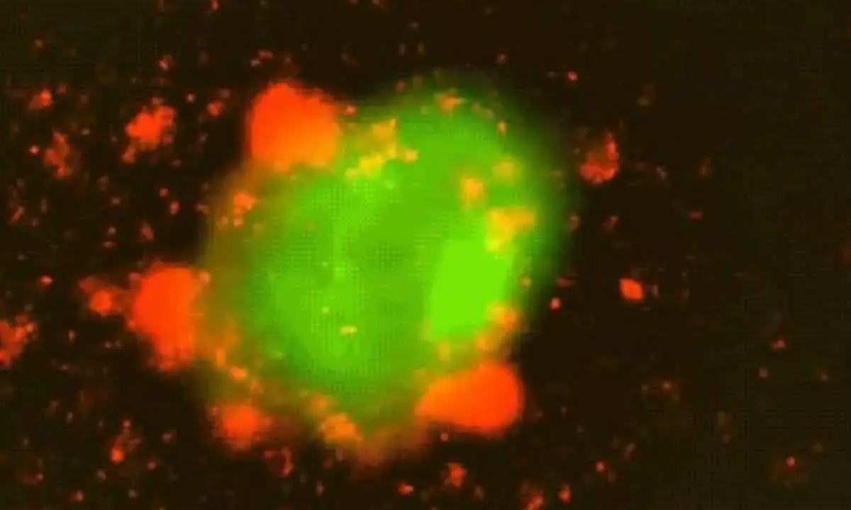 CAR T-Cell Therapy To Enable Long-Lasting Tumour Destruction