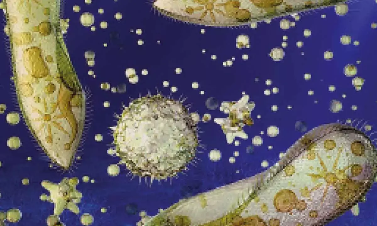 Bacteria Could Use Oxygen Even When Atmospheric Oxygen Was Scarce: New Study