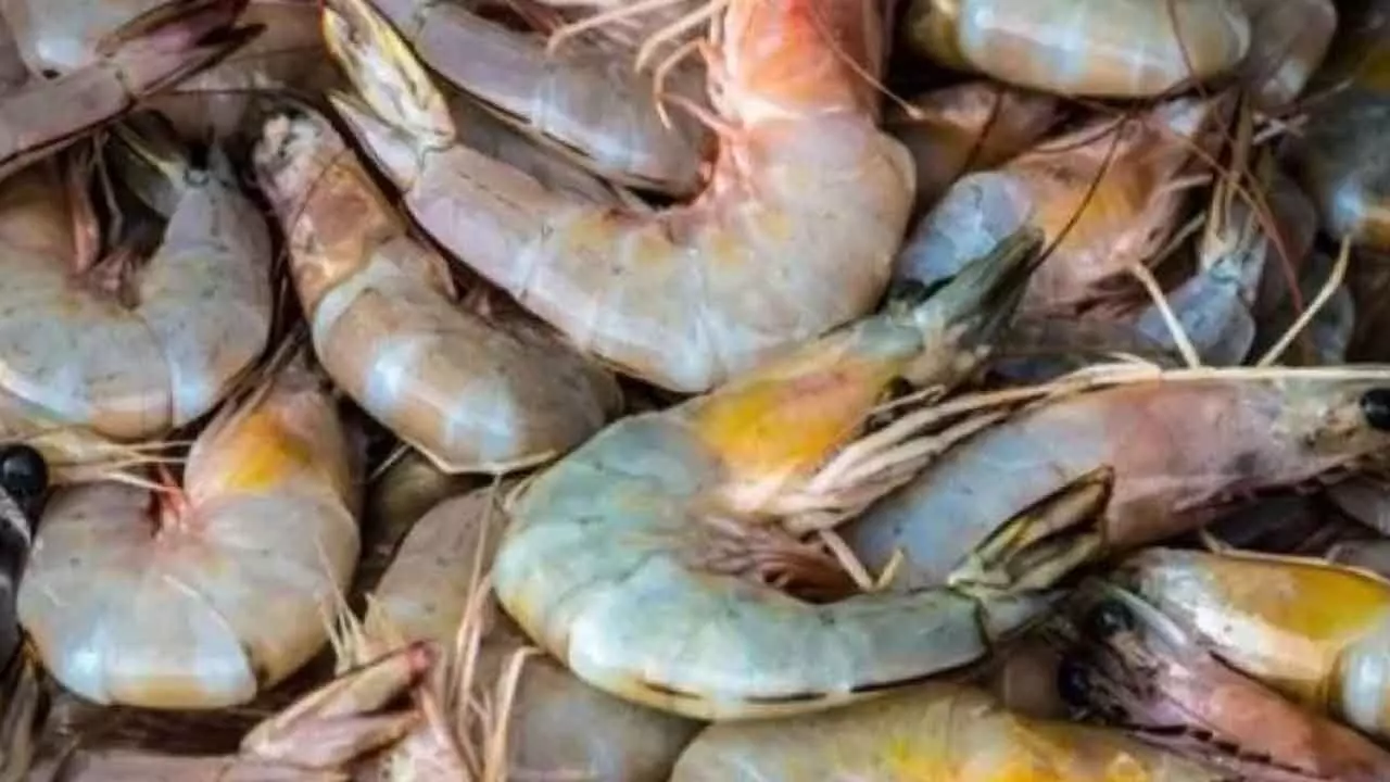 US Tariffs To Impact Indian Seafood Shipments Adversely US Tariffs To Impact Indian Seafood Shipments Adversely