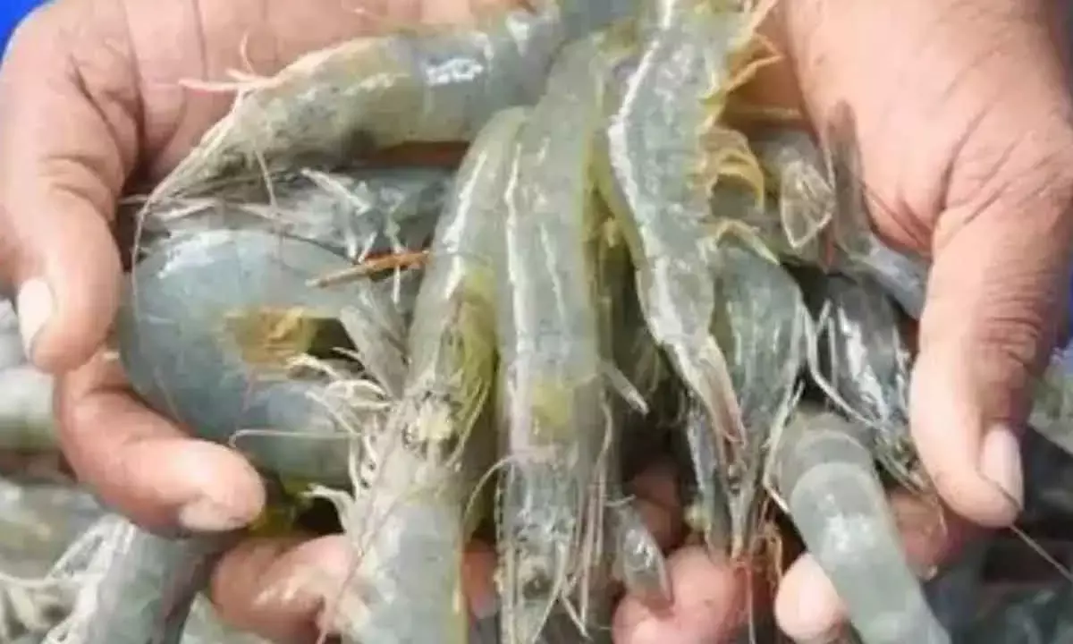 Trump Tariff On Seafood Exports Put Aqua Farmers In The Lurch