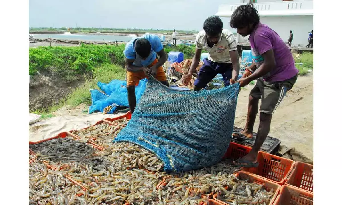 Naidu Urges Central Govt To Support Aqua Farmers