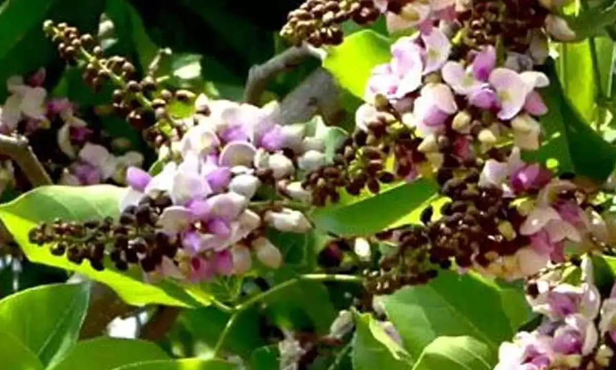 Pongamia Pinnata Trees Can Boost Country’s Ethanol Impact And Clean Energy Drive