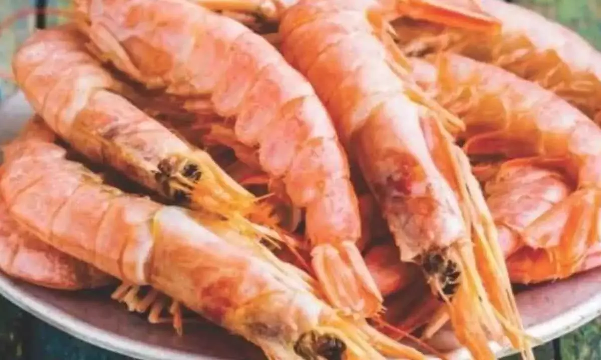 Shrimp exporters to see 2-3% uptick in revenues this fiscal