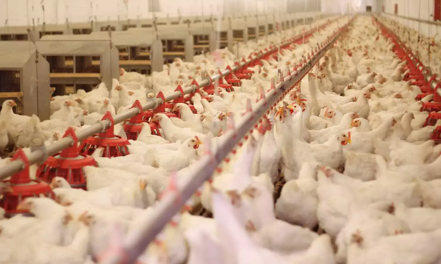 Bird Flu Outbreak in This Mandal in Telangana; Deets Inside