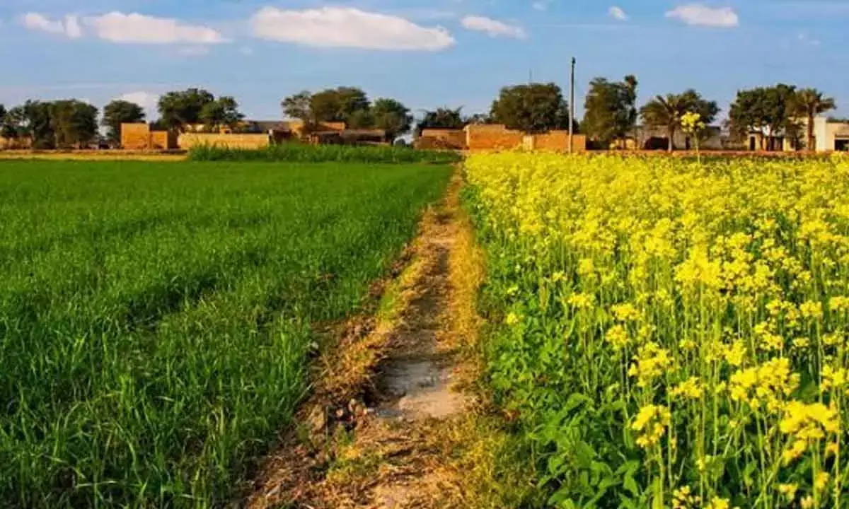 India Eyes Chinese Market As Global Rapeseed Meal Prices Surge