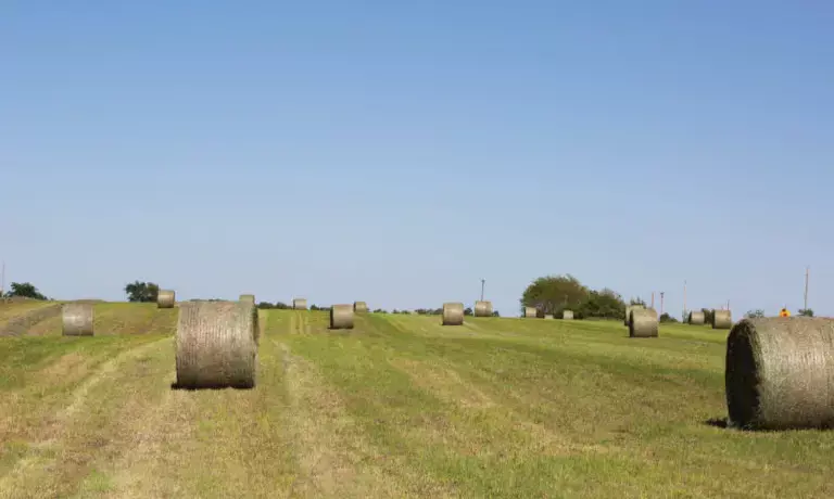 What to Look for When Buying Alfalfa Hay: A Buyer’s Checklist