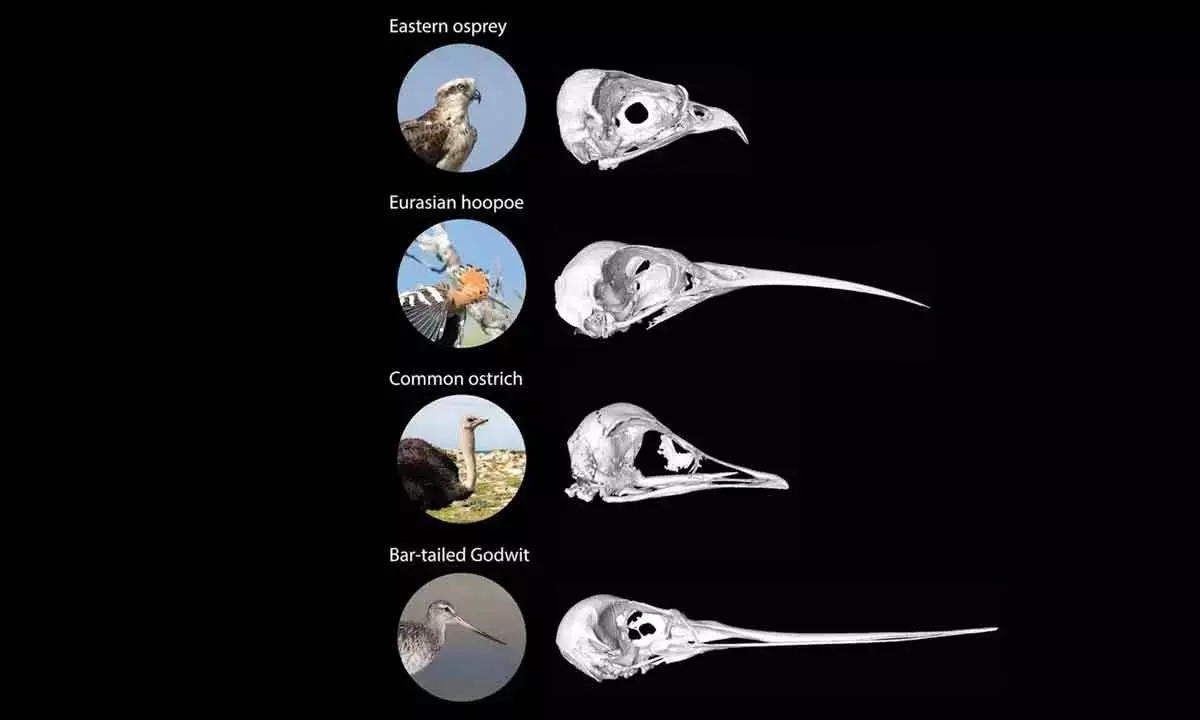 How Math Shaped The Beaks Of Birds And Their Ancestors