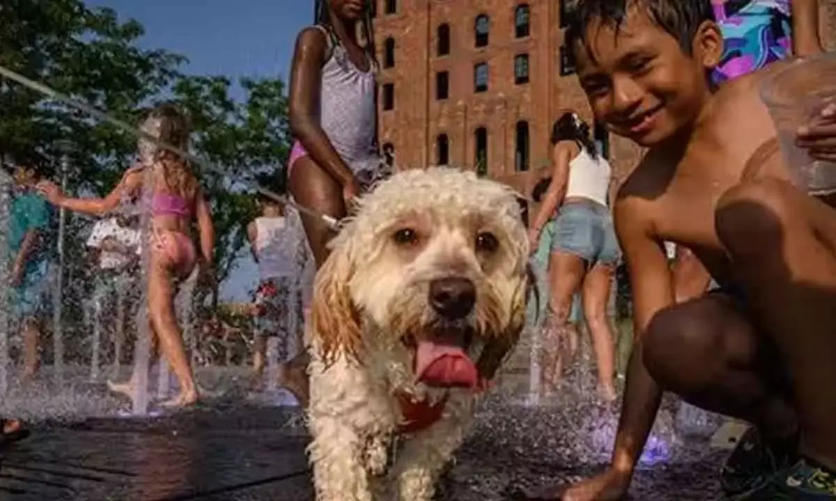 Why Don’T Humans Have Hair All Over Their Bodies?