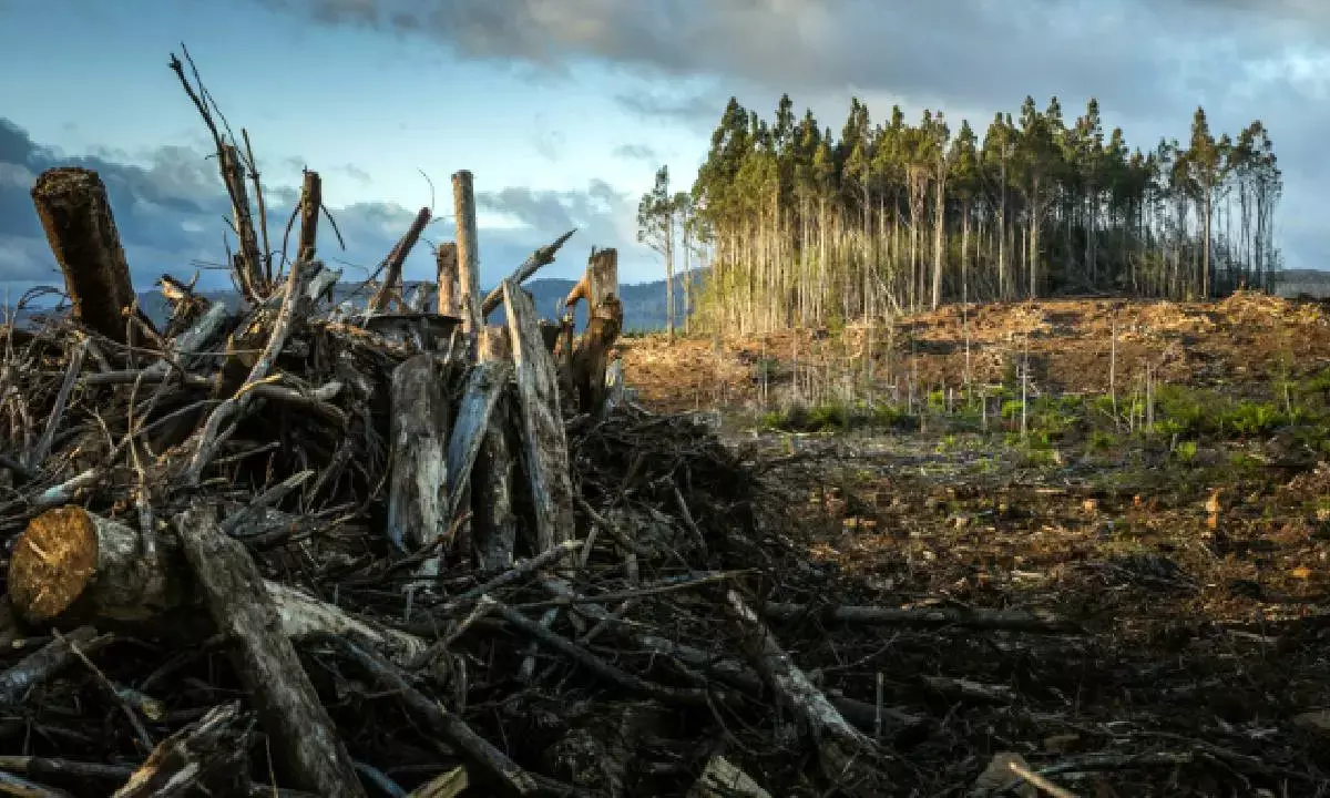 A mass extinction that is human-driven