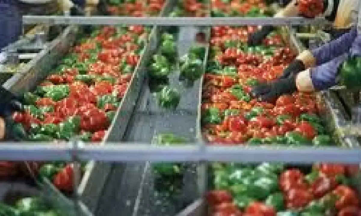 Food processing helps farmers cut losses