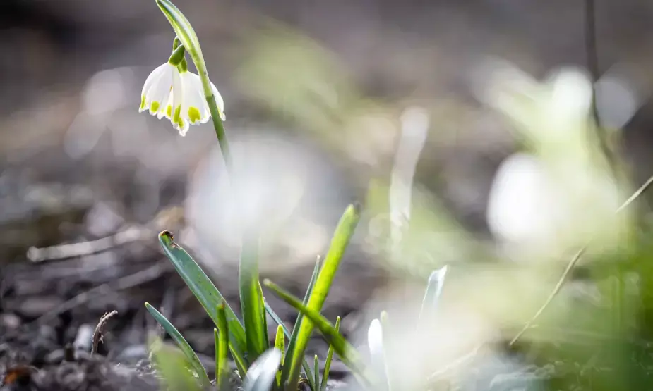 Spring 2025 USA Weather Forecast & Trends