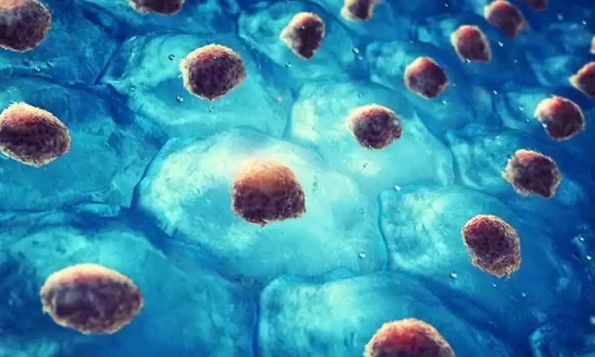 Scientists Find Cellular Culprit Behind Abdominal Fat