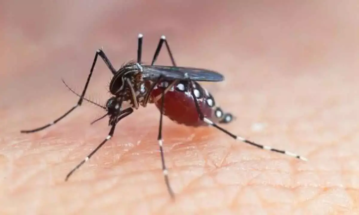 India Ramps Up Mission To Eliminate Malaria By 2030