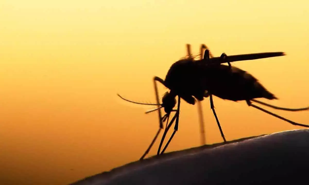 Mosquitoes Can Cause Serious Health Complications