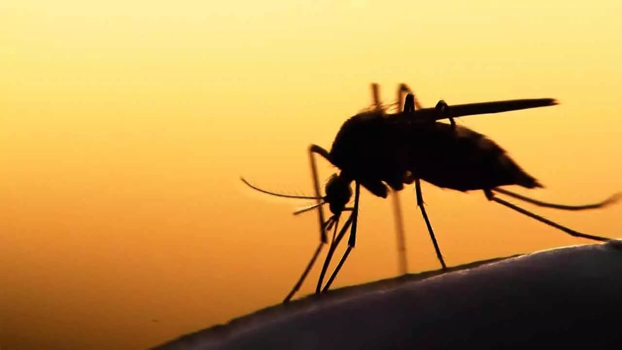 Mosquitoes Can Cause Serious Health Complications Mosquitoes Can Cause Serious Health Complications