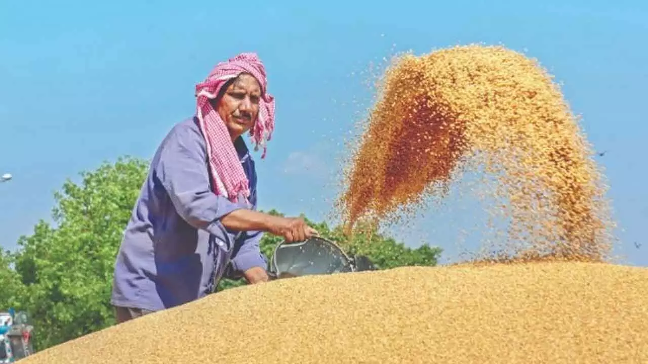 Centre pays Rs 62,156 cr to 21 L farmers for wheat at MSP Centre pays Rs 62,156 cr to 21 L farmers for wheat at MSP