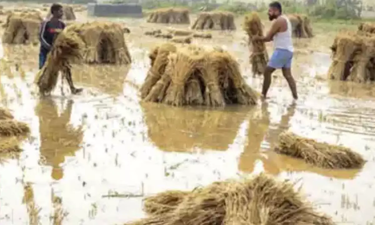 Compensation For Rain-Hit Farmers Today