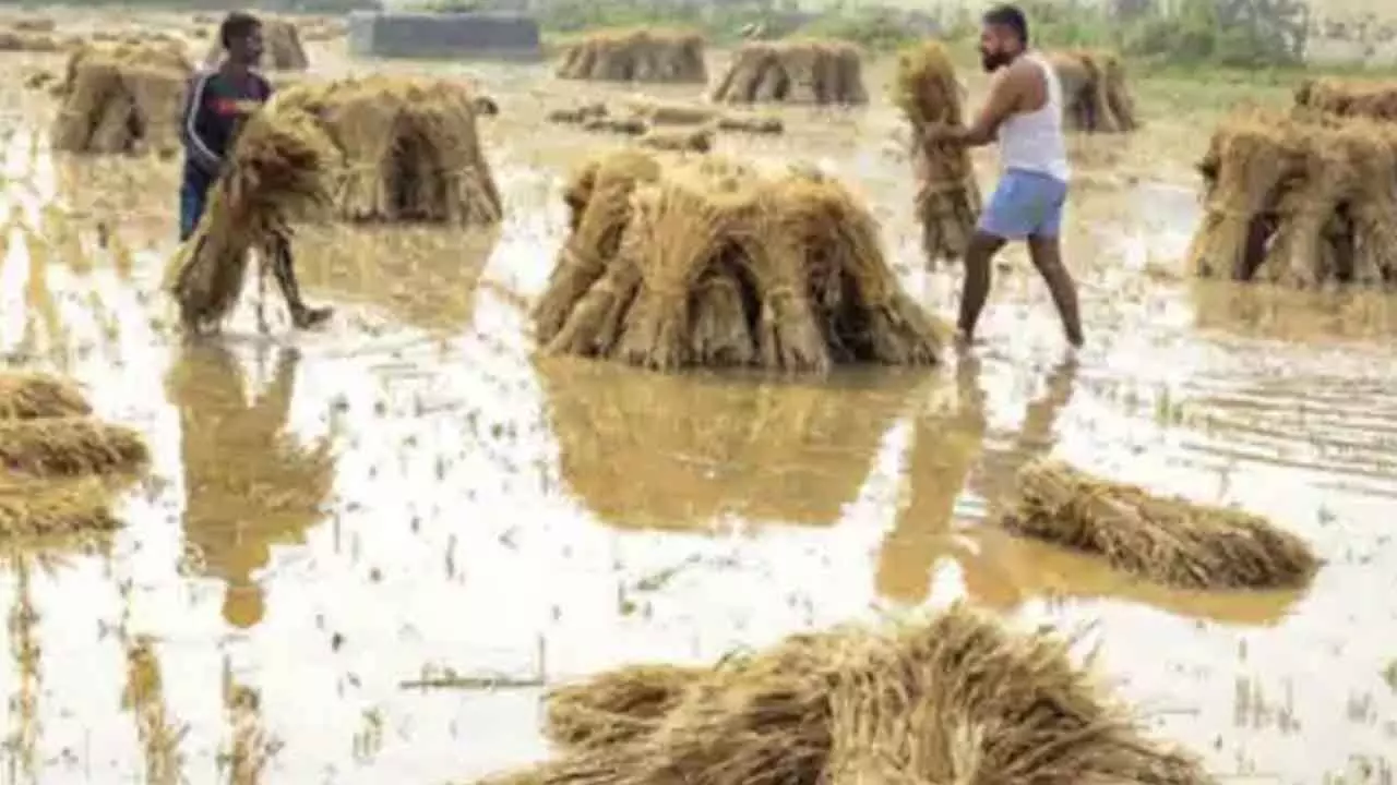Compensation For Rain-Hit Farmers Today Compensation For Rain-Hit Farmers Today