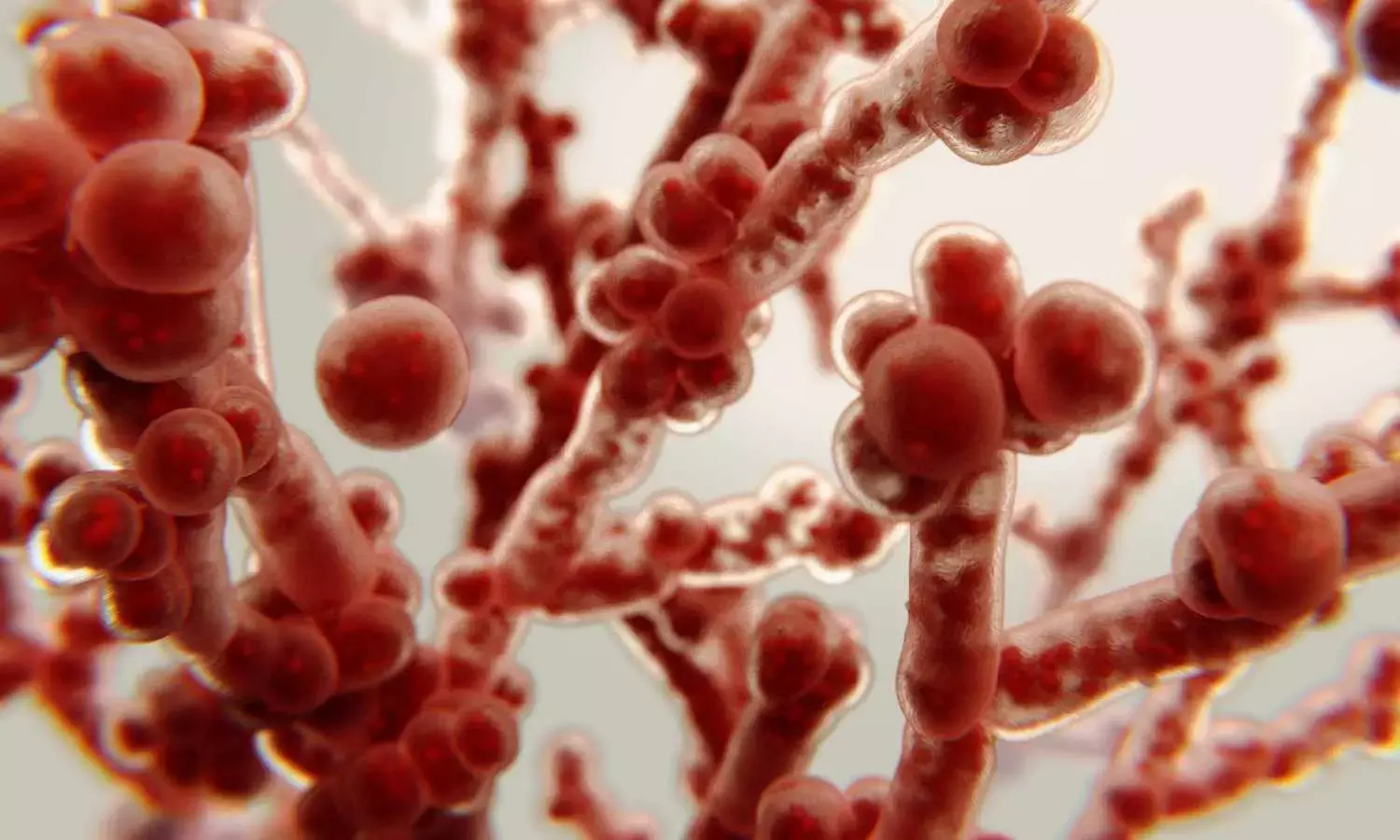 “Candida auris”: The Resident Fungus Challenging Modern Medicine