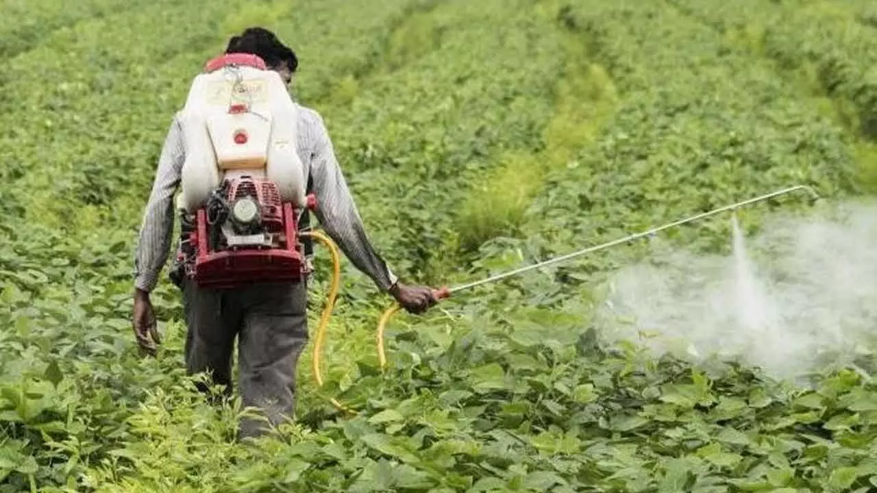 Tropical Agro Launches Insecticide For Paddy Crops Tropical Agro Launches Insecticide For Paddy Crops