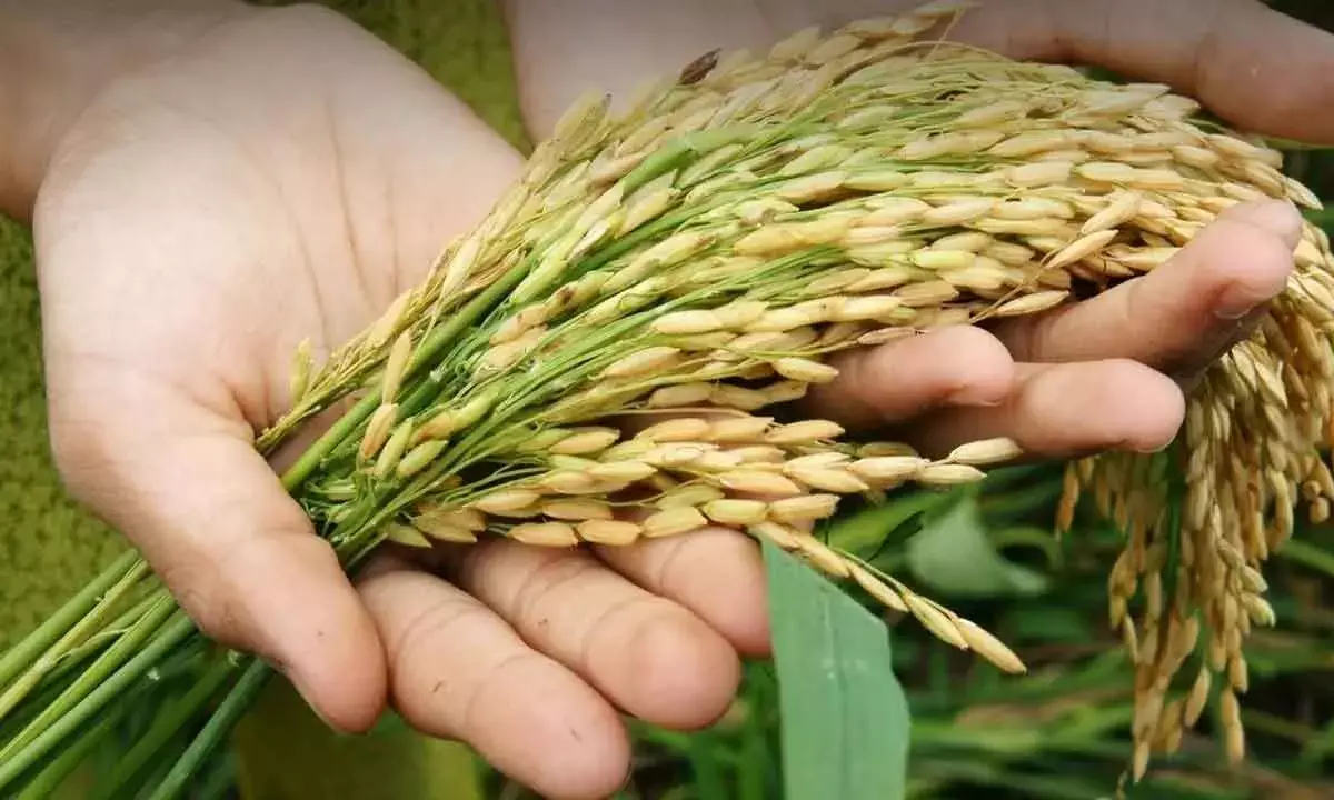 Food Security Must Top All Govt Priorities