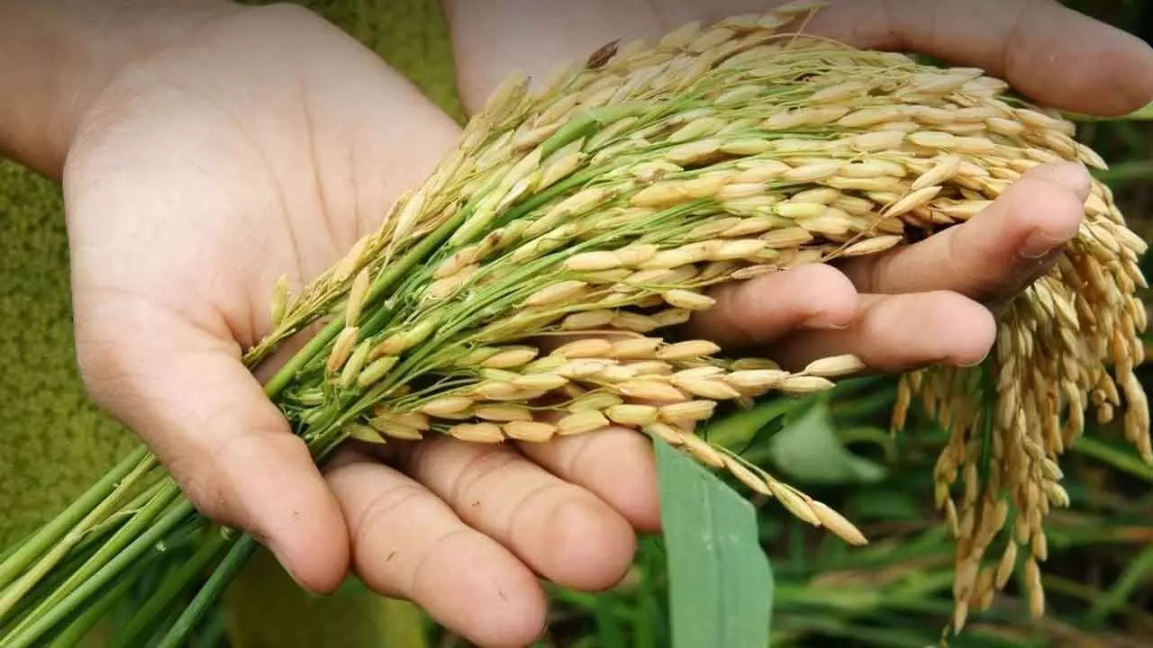 Food Security Must Top All Govt Priorities Food Security Must Top All Govt Priorities