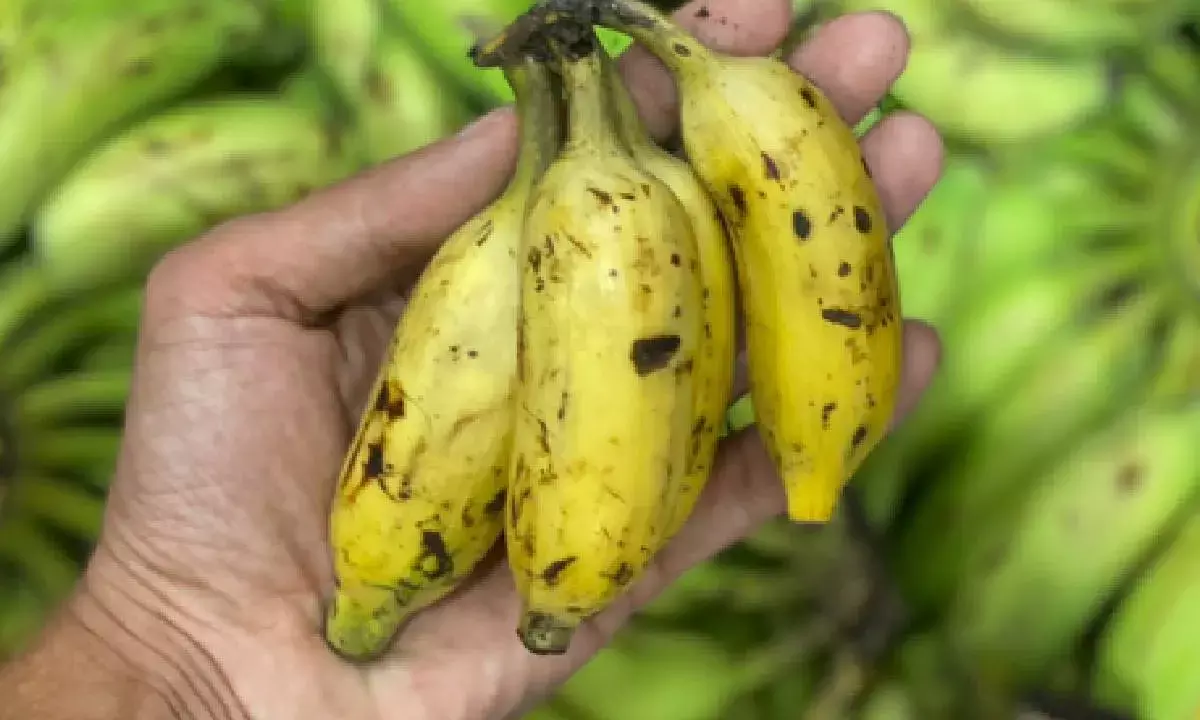 60 pc of banana growing areas hit by climate change globally; calls for more support to farmers