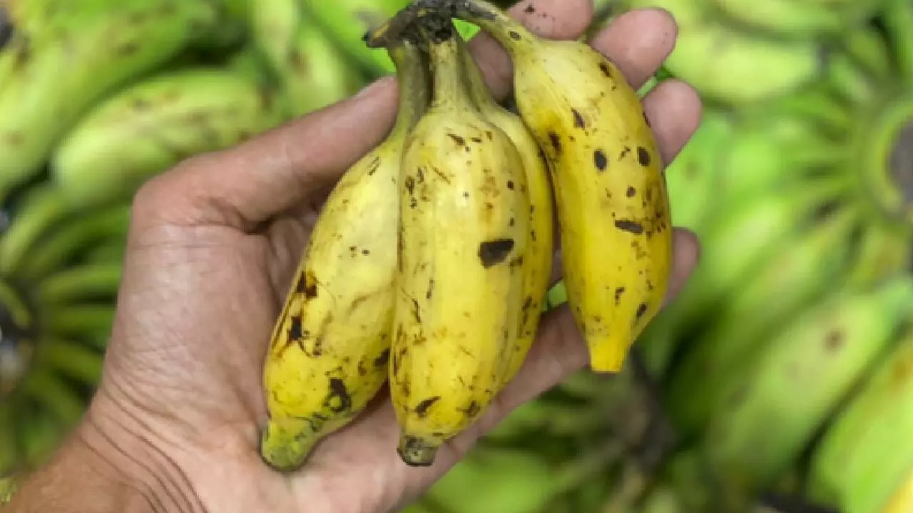 60 pc of banana growing areas hit by climate change globally; calls for more support to farmers 60 pc of banana growing areas hit by climate change globally; calls for more support to farmers
