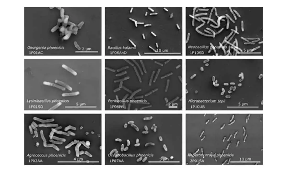 26 New Bacterial Species In NASA Cleanrooms To Hold Clues To Space Survival