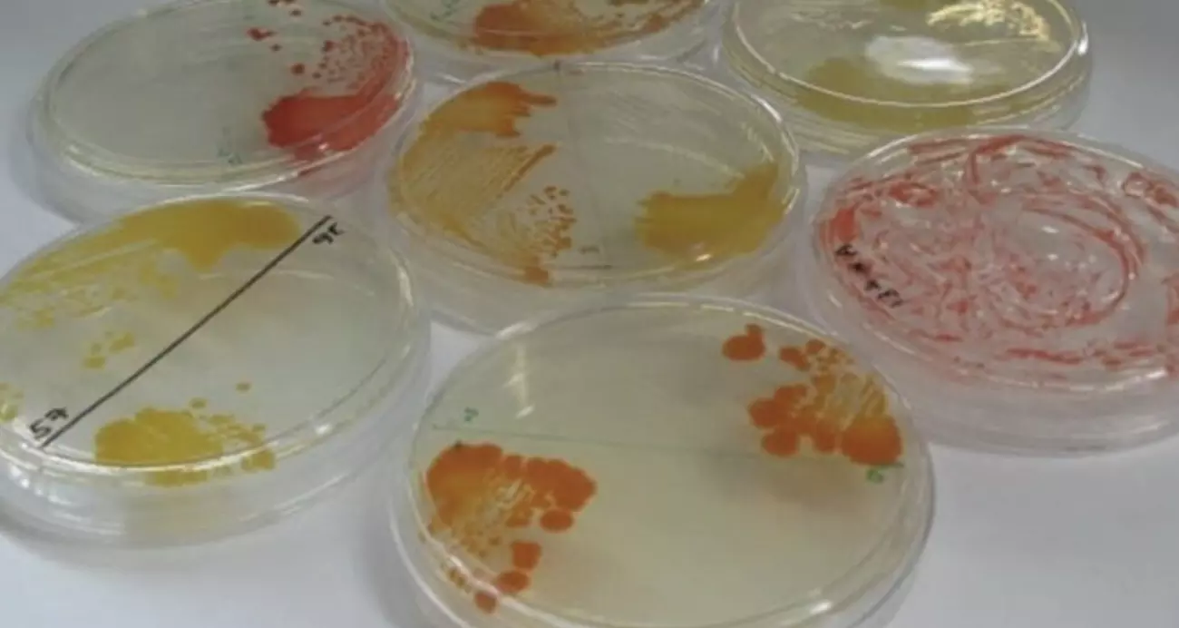 Are we dealing aliens? Scientists discover 26 new bacterial species in NASA’s sterile cleanrooms Are we dealing aliens? Scientists discover 26 new bacterial species in NASA’s sterile cleanrooms
