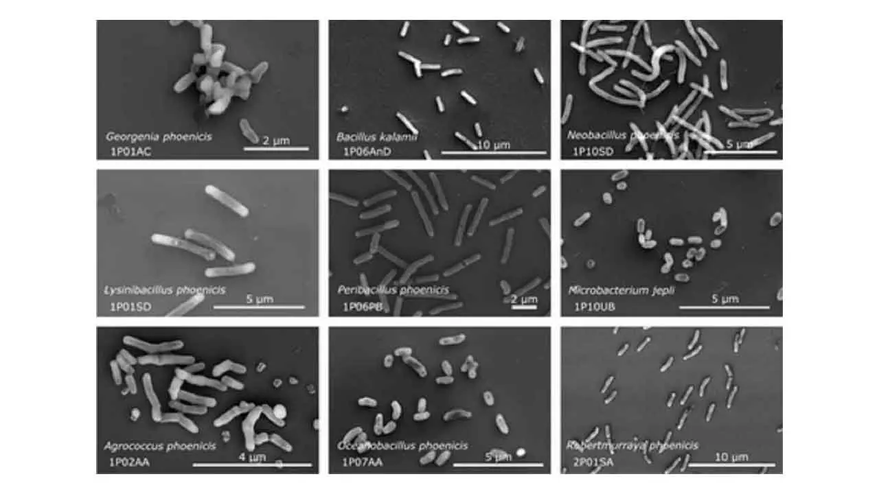 26 New Bacterial Species In NASA Cleanrooms To Hold Clues To Space Survival 26 New Bacterial Species In NASA Cleanrooms To Hold Clues To Space Survival