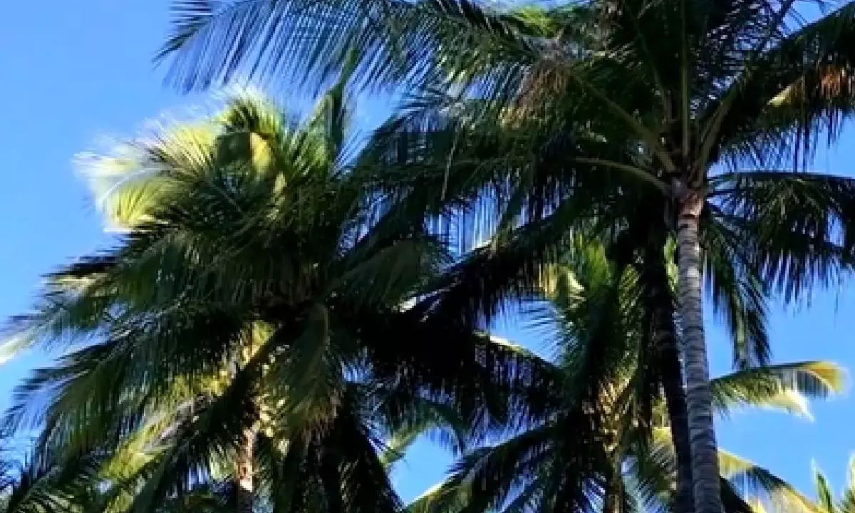 TN farmers seek urgent help from govt as 28 lakh diseased coconut trees face axe in Coimbatore